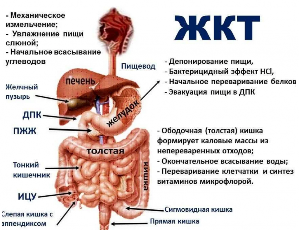 Аюрведа для пищеварения